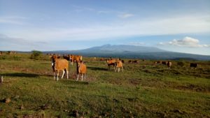 Ribuan Sapi Doroncanga Pagi Ini Ikut Sambut FPT