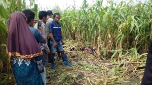 Diduga Bertarung Dengan Babi Hutan,  Petani Jagung Ditemukan Tewas Diladang