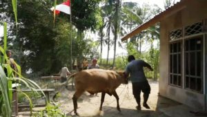 Sapi Hajatan Warga Lepas Saat Hari H