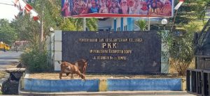 Ternak Berkeliaran di Kota, Kinerja Pol PP Dipertanyakan