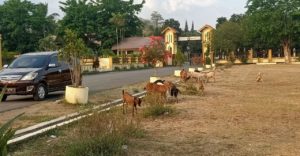 Kambing Masih Cari Makan di Halaman Kantor Bupatin