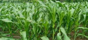 Hama Ulat Grayak Cemaskan Petani Jagung