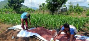 Dijual Melampaui HET, Petani Keluhkan Harga Pupuk