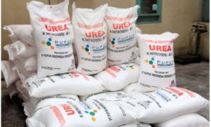 Terkait Mahalnya Harga Pupuk, Dewan Panggil KP3