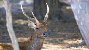 Selamatkan Habitat Rusa, BTN Tambora Bangun Santuari di Doroncanga