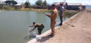Anstisipasi Covid 19, DKP Dompu Tebar Ribuan Bibit Ikan