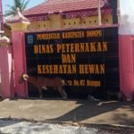 Ternak Marak Berkeliaran di Kota, Surat Edaran Bupati Dompu Dinilai Mandul