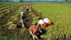 Pemerintah Pusat Terus Perkuat Ketahanan Pangan Kabupaten Dompu