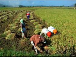Pemerintah Pusat Terus Perkuat Ketahanan Pangan Kabupaten Dompu