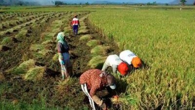 Pemerintah Pusat Terus Perkuat Ketahanan Pangan Kabupaten Dompu
