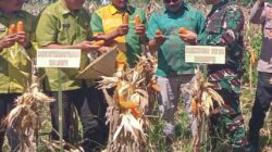 Dukung Swasembada Pangan, TNI/Polri Dompu Hadiri Panen Raya Jagung