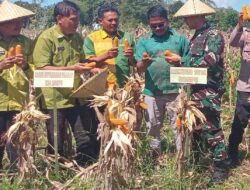 Dukung Swasembada Pangan, TNI/Polri Dompu Hadiri Panen Raya Jagung