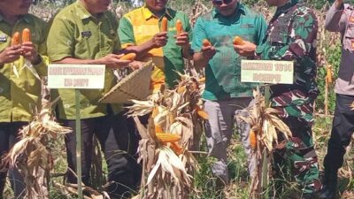 Dukung Swasembada Pangan, TNI/Polri Dompu Hadiri Panen Raya Jagung