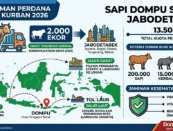 Sapi Dompu Mulai Serbu Jabodetabek, Pengiriman Perdana Tembus 2.000 Ekor