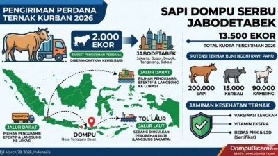 Sapi Dompu Mulai Serbu Jabodetabek, Pengiriman Perdana Tembus 2.000 Ekor