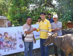Perkuat Hubungan Sosial, STM Distribusikan 11 Ekor Sapi untuk Masyarakat Dompu
