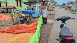 Dompu Menuju Masa Keemasan Jagung Nasional Harga Menguntungkan, Produksi Meningkat, Petani Semakin Mandiri
