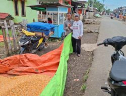 Dompu Menuju Masa Keemasan Jagung Nasional Harga Menguntungkan, Produksi Meningkat, Petani Semakin Mandiri