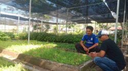 BPDAS Dodokan Moyosari Sediakan Ribuan Bibit Pohon Cendana Gratis