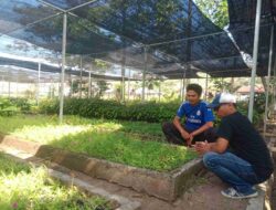 BPDAS Dodokan Moyosari Sediakan Ribuan Bibit Pohon Cendana Gratis