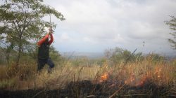 Savana TamboraTerbakar, Kabalai Berjibaku Lakukan Pemadaman Api