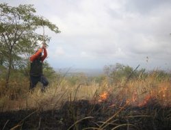 Savana TamboraTerbakar, Kabalai Berjibaku Lakukan Pemadaman Api